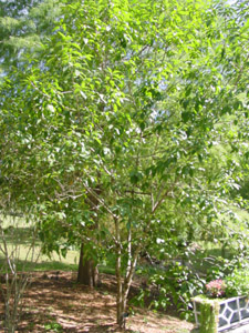 Fringetree or Grancy-Greybeard tree in garden